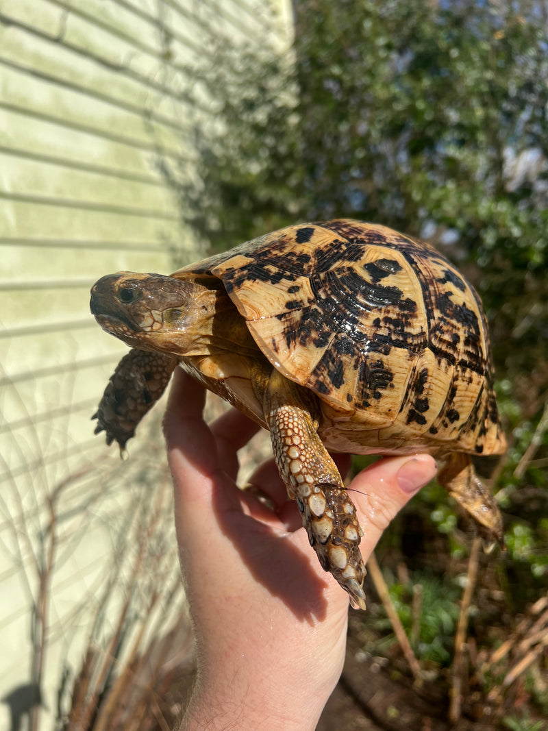 Libyan Greek Tortoise Adult Female