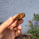 Vietnamese Three-striped Box Turtle
