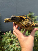 Eastern Hermann's Tortoise Adult Female