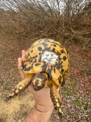 Libyan Greek Tortoise Adult Female