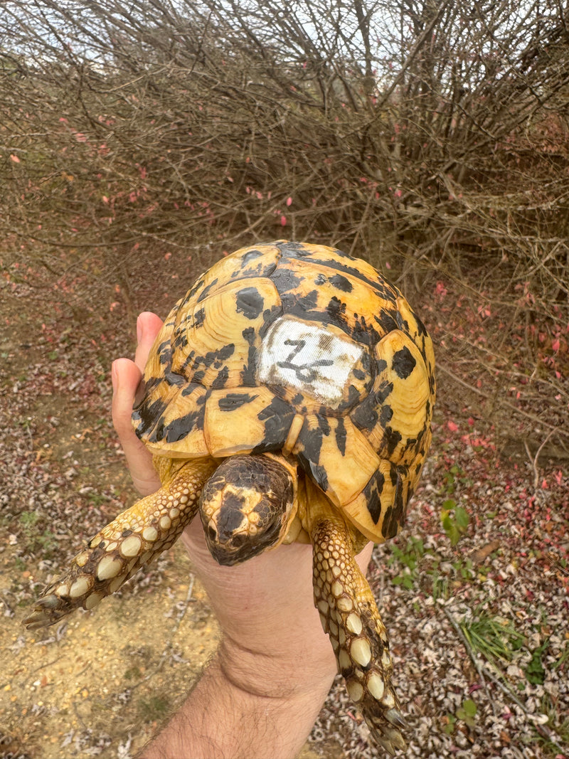 Libyan Greek Tortoise Adult Female