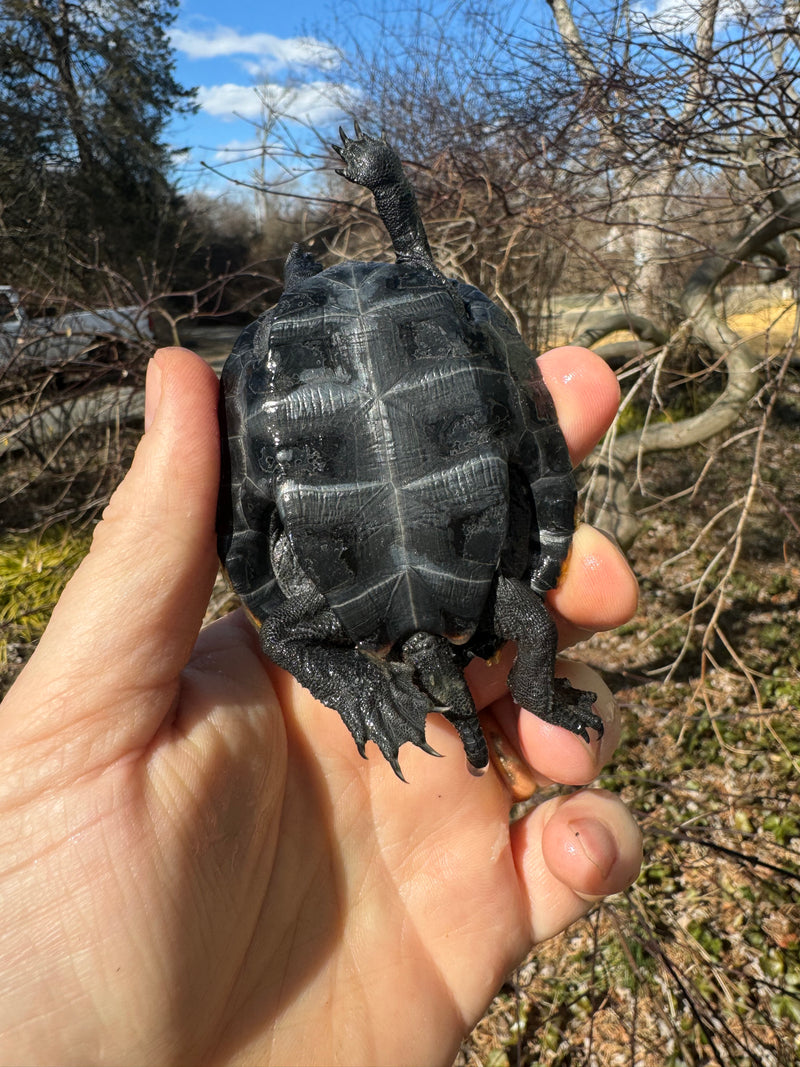 Japanese Pond Turtle 1.3 (Mauremys japonica) (Priced As Group