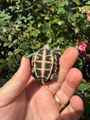 Indian Pink Ringed Tent Turtle