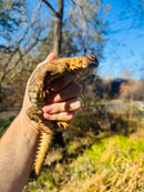 Super Red Niger Uromastyx Adult Pair
