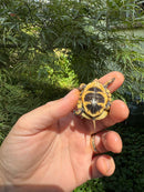 Hi Color Orange Baby Eastern Box Turtle