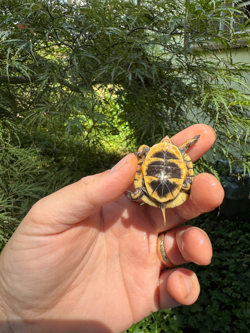 Hi Color Orange Baby Eastern Box Turtle