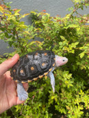 Ornate Diamondback Terrapin Male