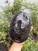 Adult Mississippi Diamondback Terrapin Female