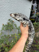 Blue Tegu Adult Male Breeder