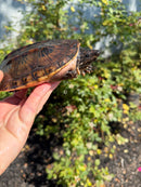 Mexican Giant Musk Adult Female