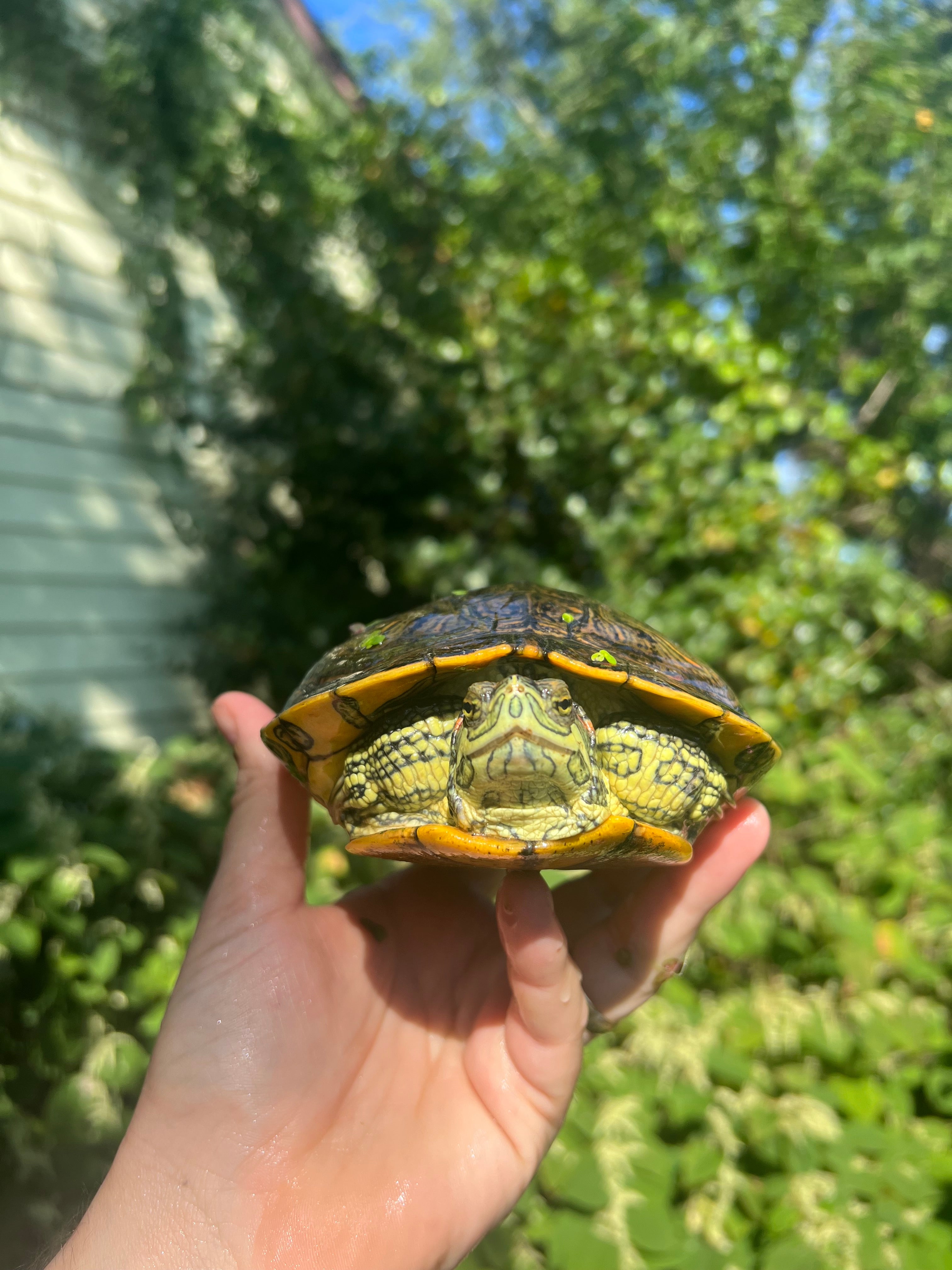 Pastel Clown Red Eared Slider Turtles For Sale | American Reptile ...