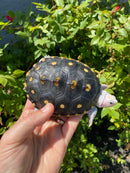 Ornate Diamondback Terrapin Female