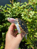 Ornate Diamondback Terrapin Female