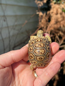 Leopard Tortoise 2024