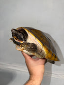 Mexican Giant Musk Adult Male
