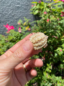Albino Florida Snapping Turtle 2026