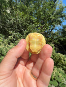 Albino Yellow Bellied Slider Turtle Female