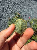 Pastel Clown Red Eared Slider Turtle