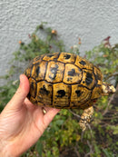 Mesopotamian Greek Tortoise Adult Male