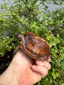 Spiny Hill Turtle CB 2025