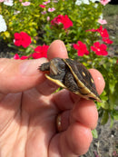 Hi Color Yellow Baby Eastern Box Turtle