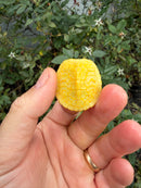 Albino Florida Red Bellied Turtle 2026