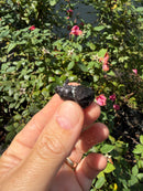 Siamese Common Musk Turtle Babies
