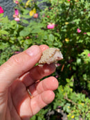 Albino Florida Snapping Turtle 2026