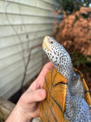Adult Northern Diamondback Terrapin Female
