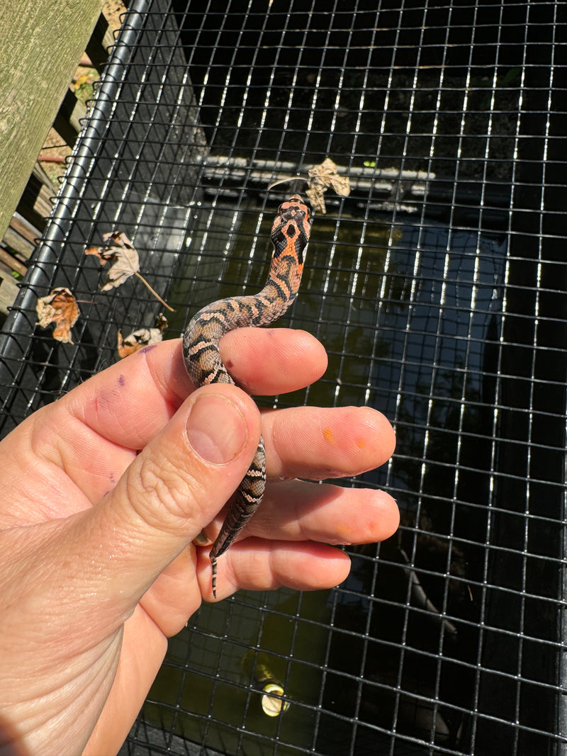 Red Eastern Hognose Snake 2024 Female