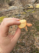 Baby Albino Common Snapping Turtle Female