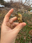 Leopard Tortoise 2025