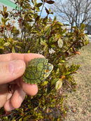 Pastel Picasso Red-Eared SliderTurtle