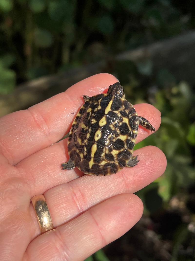 HI YELLOW Florida Box Turtle Baby