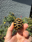 Sri Lankan Star Tortoise
