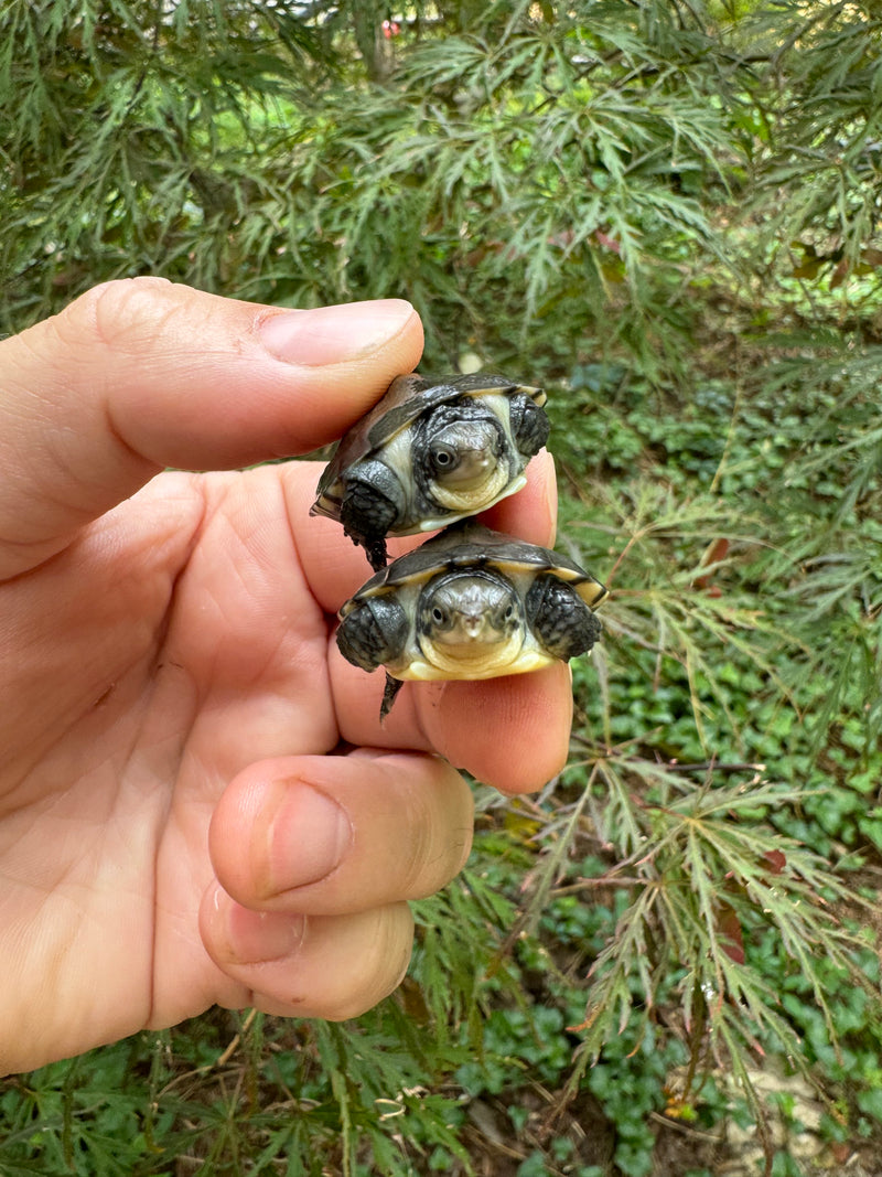 Vietnamese Southern Stone Turtle Baby (Mauremy mutica)