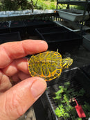Orange Flame Baby Florida Red Bellied Turtle 2025