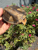 Twist-necked Turtle LTC Female