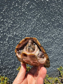 Razor backed Musk Turtle CB Adult Trio