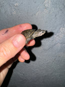 Hi White Concentric Diamondback Terrapin 2024