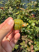 Pastel Clown Red Eared Slider Turtle