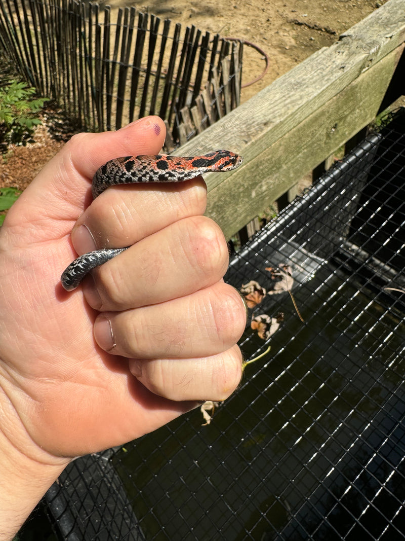 Red Eastern Hognose Snake 2024 Female