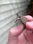 Texas Map Turtle Baby (Graptemus versa)