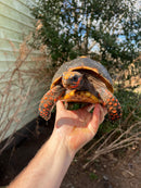 Barbados Red Foot Tortoise Adult Pair (Chelonoidis carbonaria)