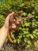 Red Niger Uromastyx Adult Pair