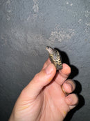 Hi White Concentric Diamondback Terrapin 2024