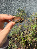 Northern Keeled Box Turtle Baby
