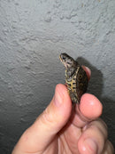 Hi White Concentric Diamondback Terrapin 2024