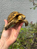 Mesopotamian Greek Tortoise Adult Male