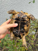 Mesopotamian Greek Tortoise Adult Female